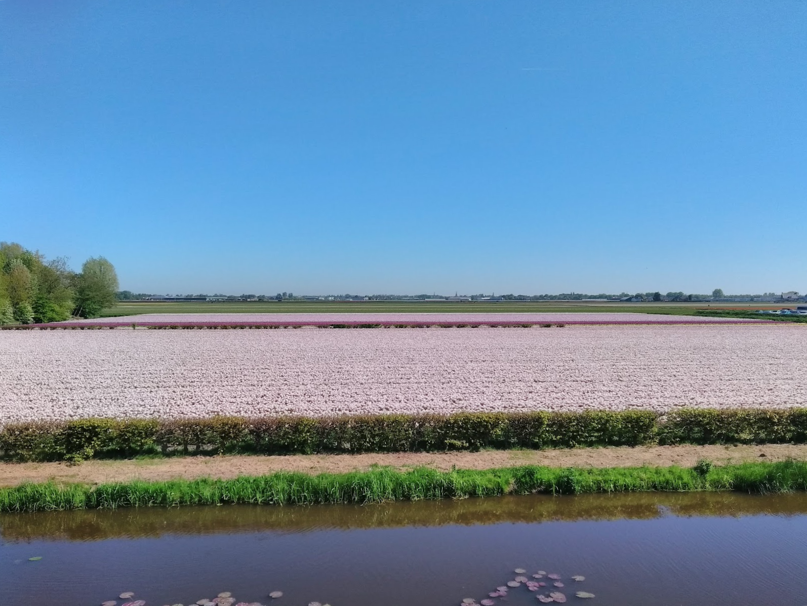 a field of purple tulips, with a bright clear sky and a canal