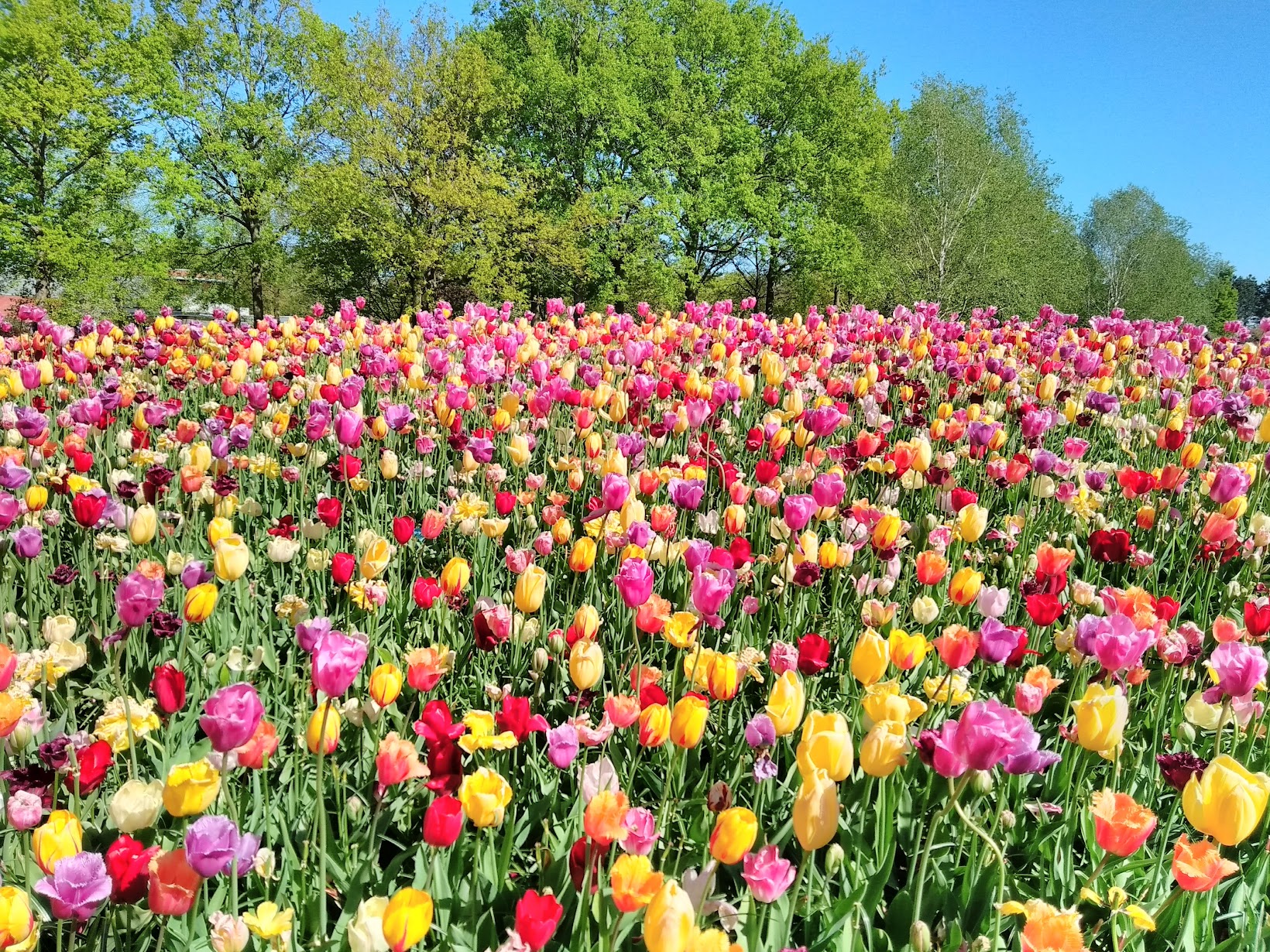 hundreds of multicoloured tulips on a sunny day